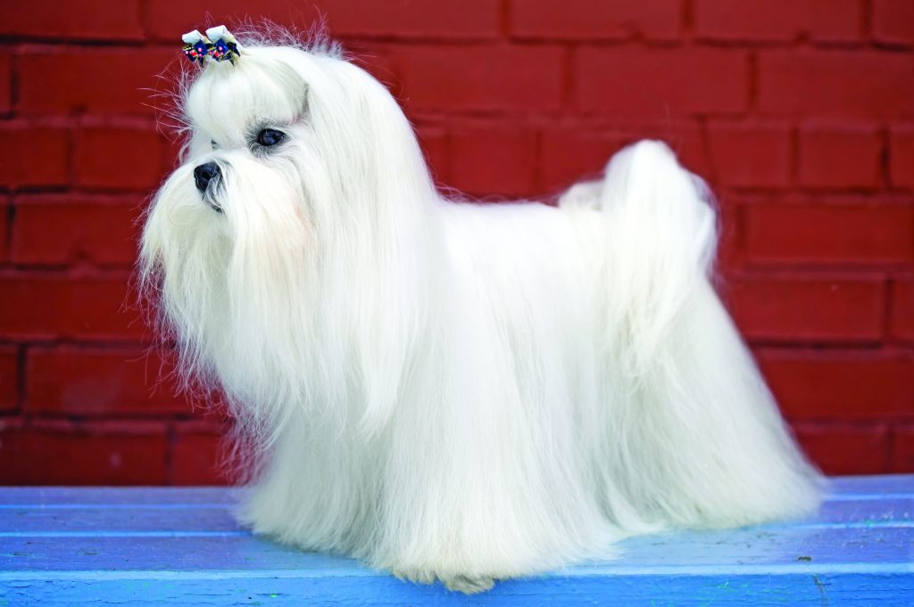 Maltese