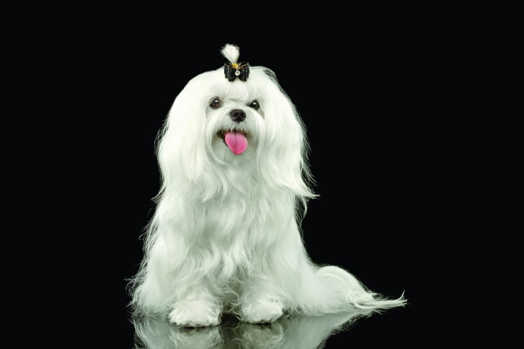 Cane Maltese