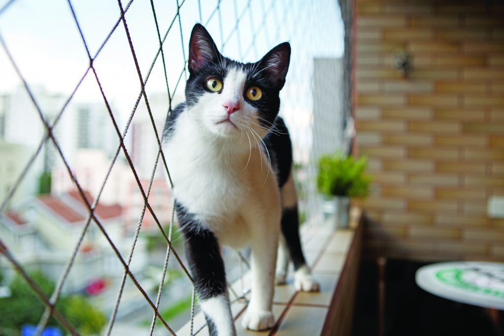 Una rete di protezione per i gatti