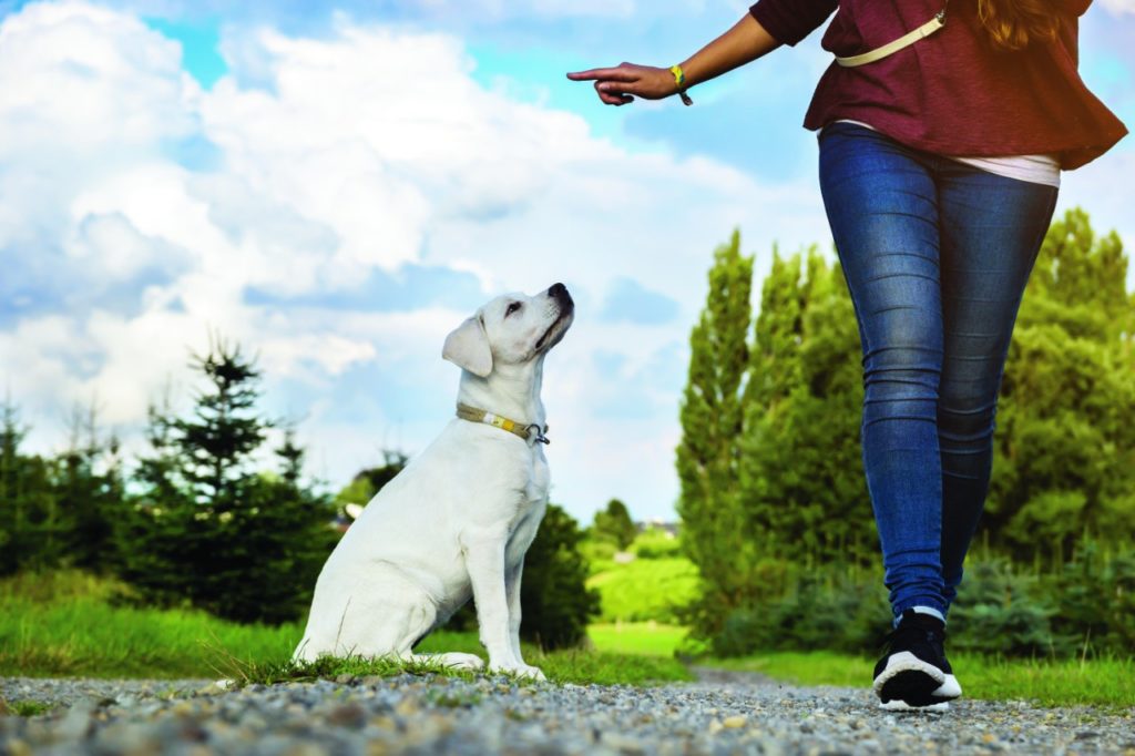 Fido è agitato? Ecco cosa fare