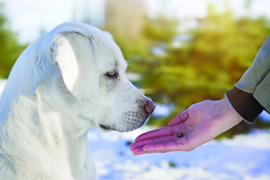 Fido è agitato? Ecco cosa fare