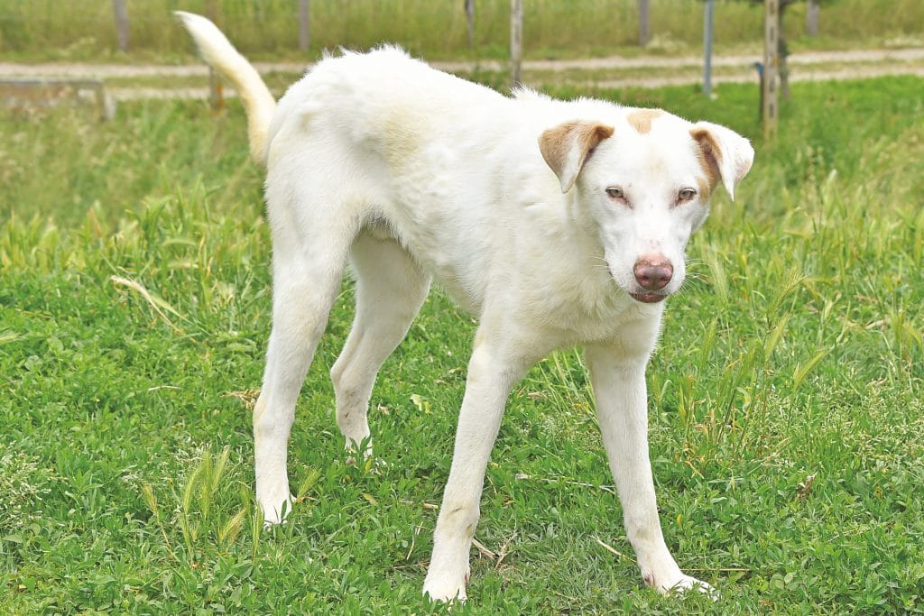 Adozioni di cani che hanno bisogno di te