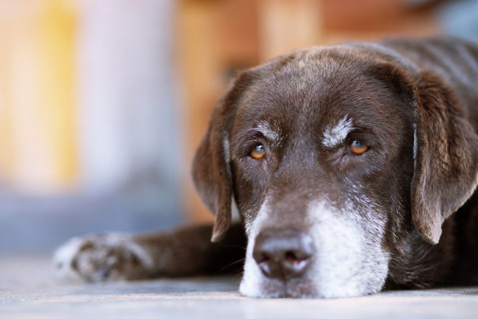 Lega Nazionale per la Difesa del Cane e Nutrix Più