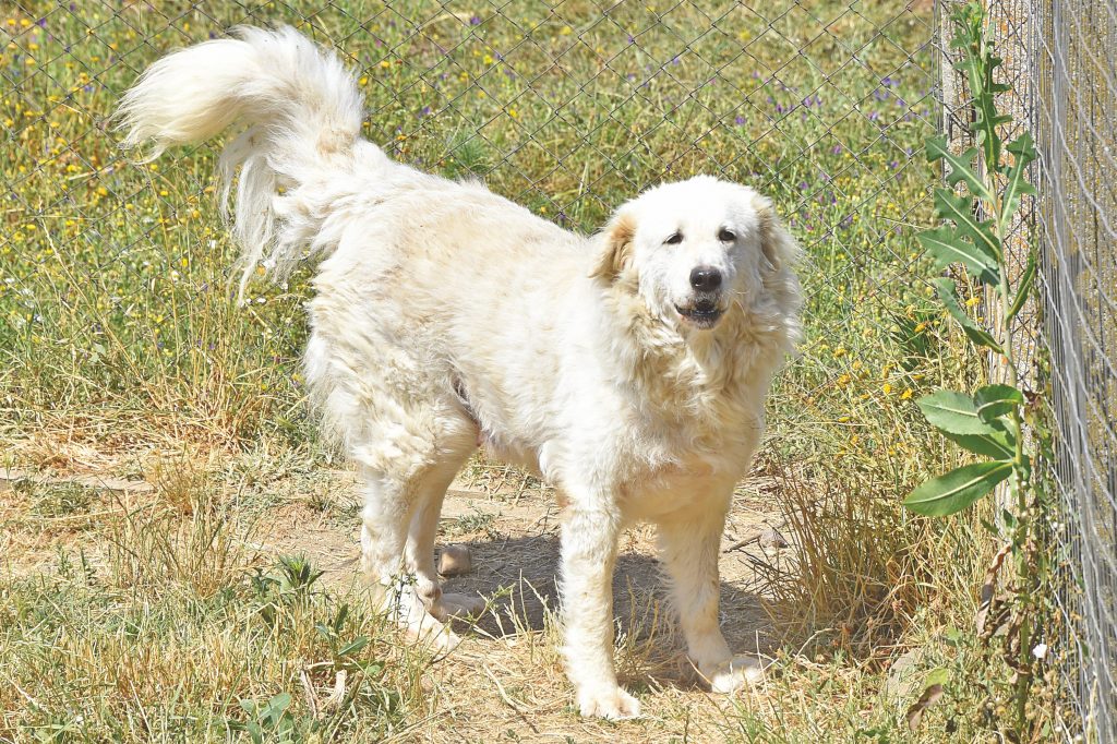 Adozioni di cani che hanno bisogno di te