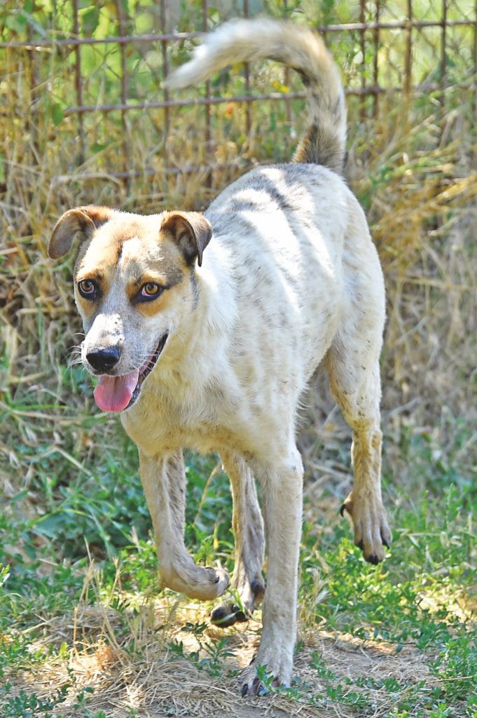 Adozioni di cani che hanno bisogno di te