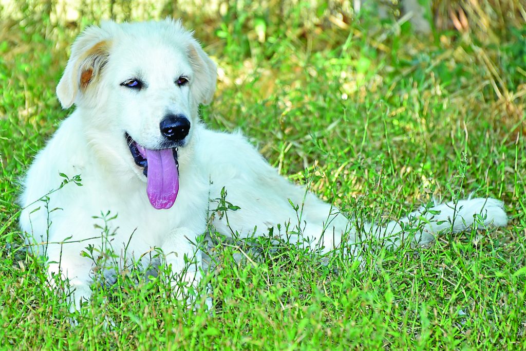 Adozioni di cani che hanno bisogno di te