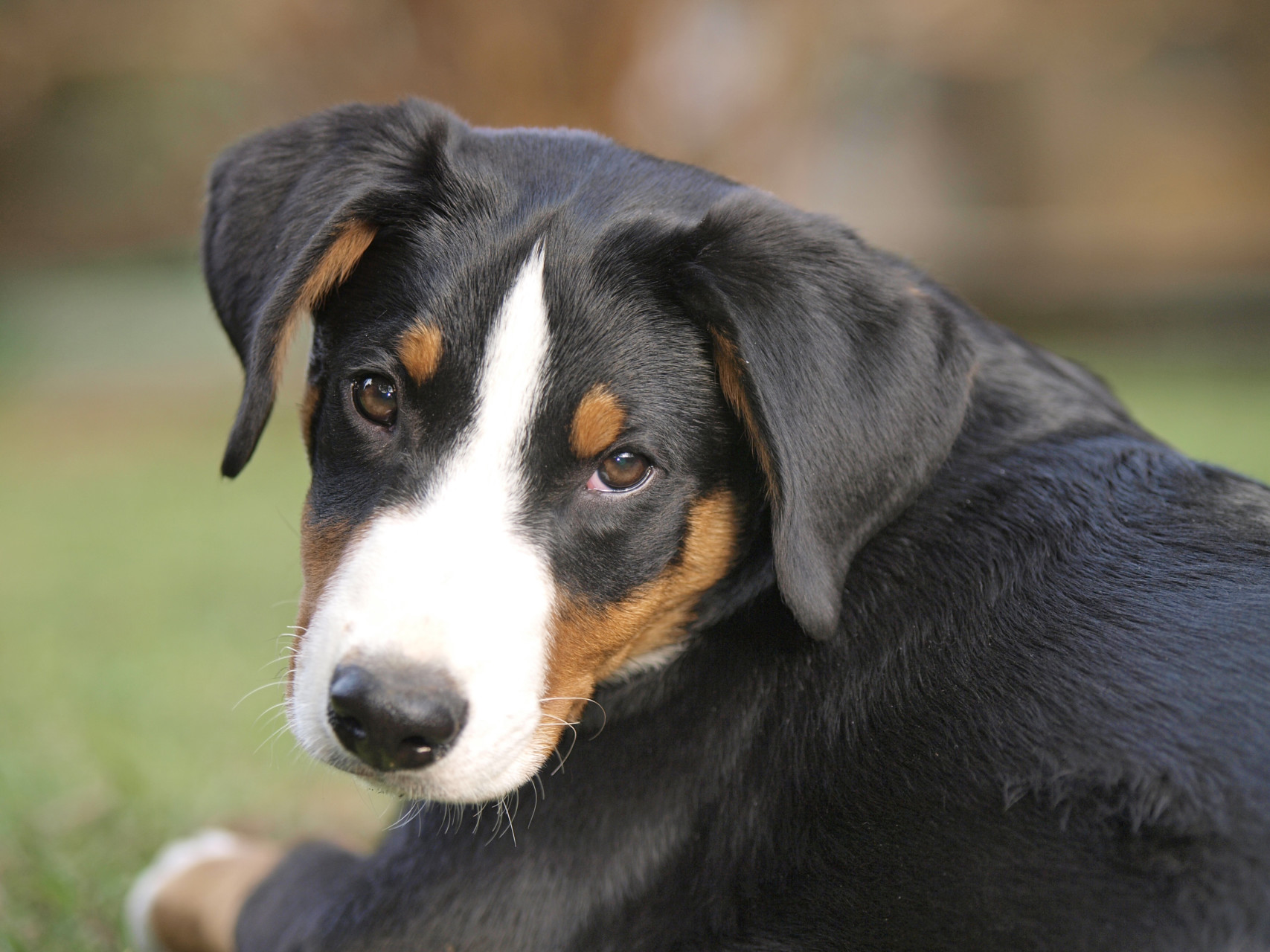 Bovaro dell’Appenzell Quattrozampe