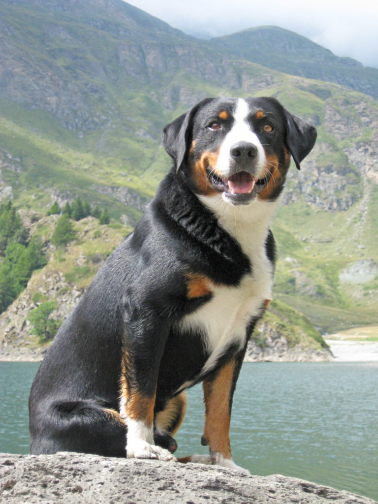 Bovaro dell’Appenzell