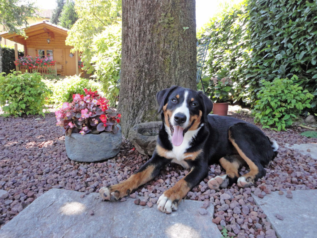 Bovaro dell’Appenzell