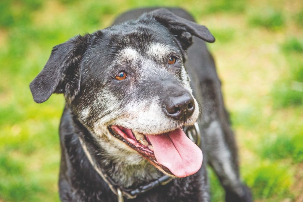 Fido e gli acciacchi dell’età