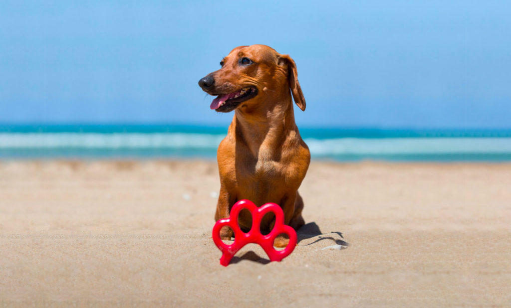 Cani, l'armonia viene giocando