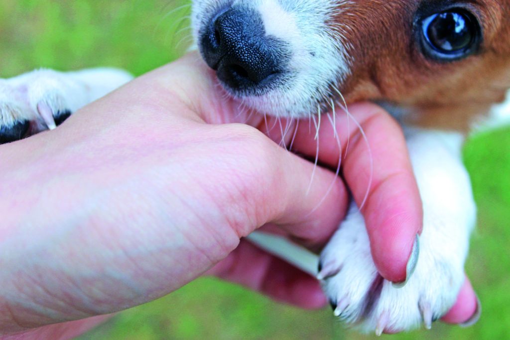 Chi sono i cani morsicatori?