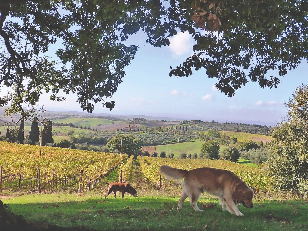 La Val D’Orcia che piace a Fido e Micio