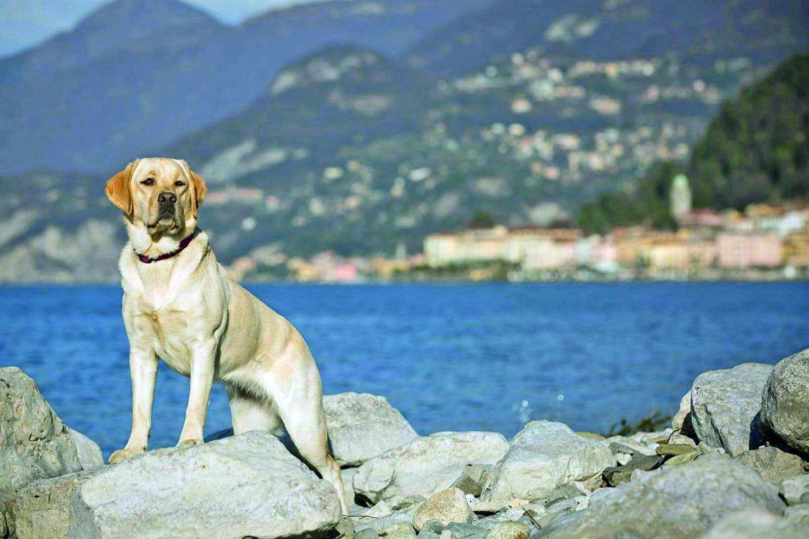 Quel cane del lago di Como… Quattrozampe