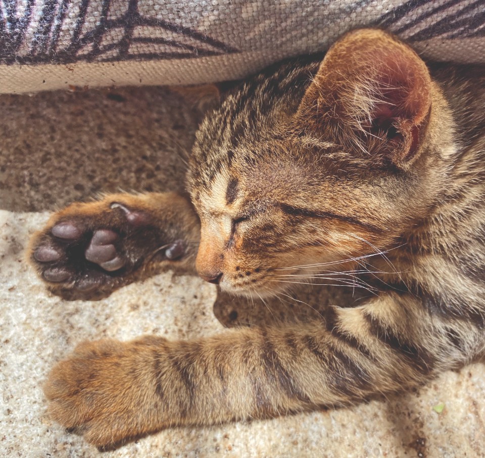 Chicco, trovatello in cerca di fortuna