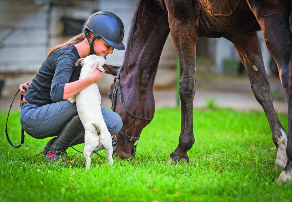 Se Fido spaventa il cavallo…