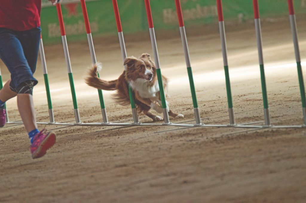 FISC e il benessere del cane