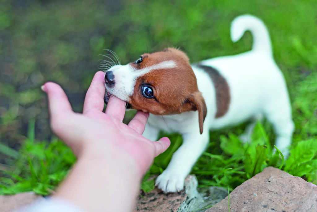 Fido morde? Educhiamolo fin da cucciolo