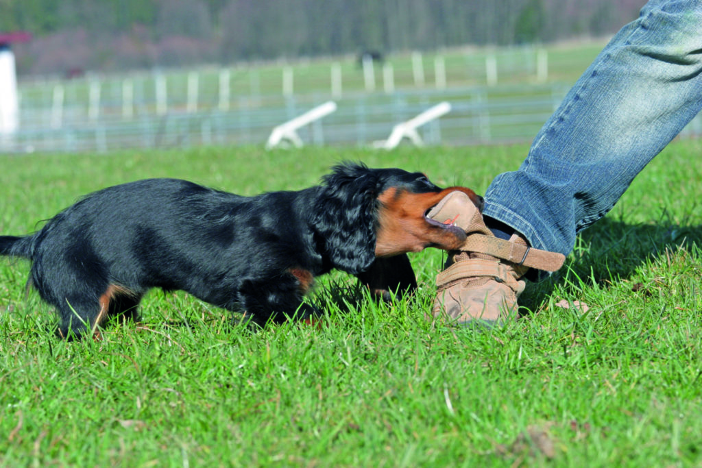 Gli pesta la coda e Fido lo morde