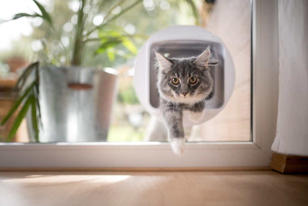 Gatti sterilizzati, scopriamo la corretta alimentazione per loro