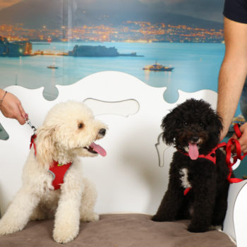 Concorso Fotografico QuattroZampe in fiera Napoli Settembre 2020