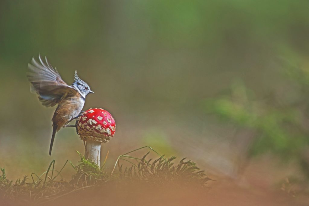 Selvatica, arte e natura in festival