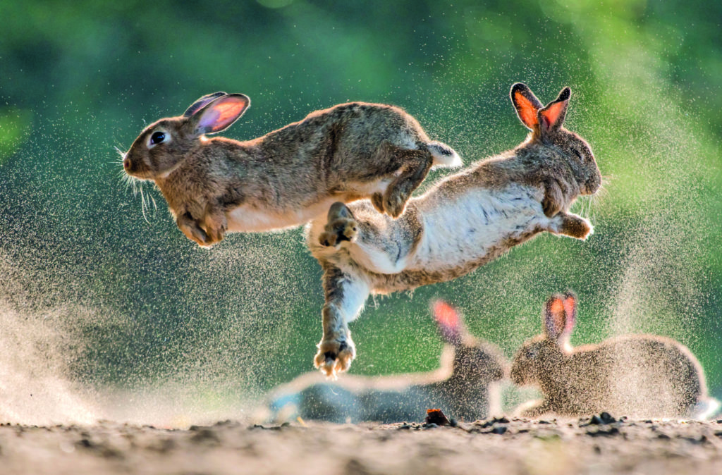 Selvatica, arte e natura in festival