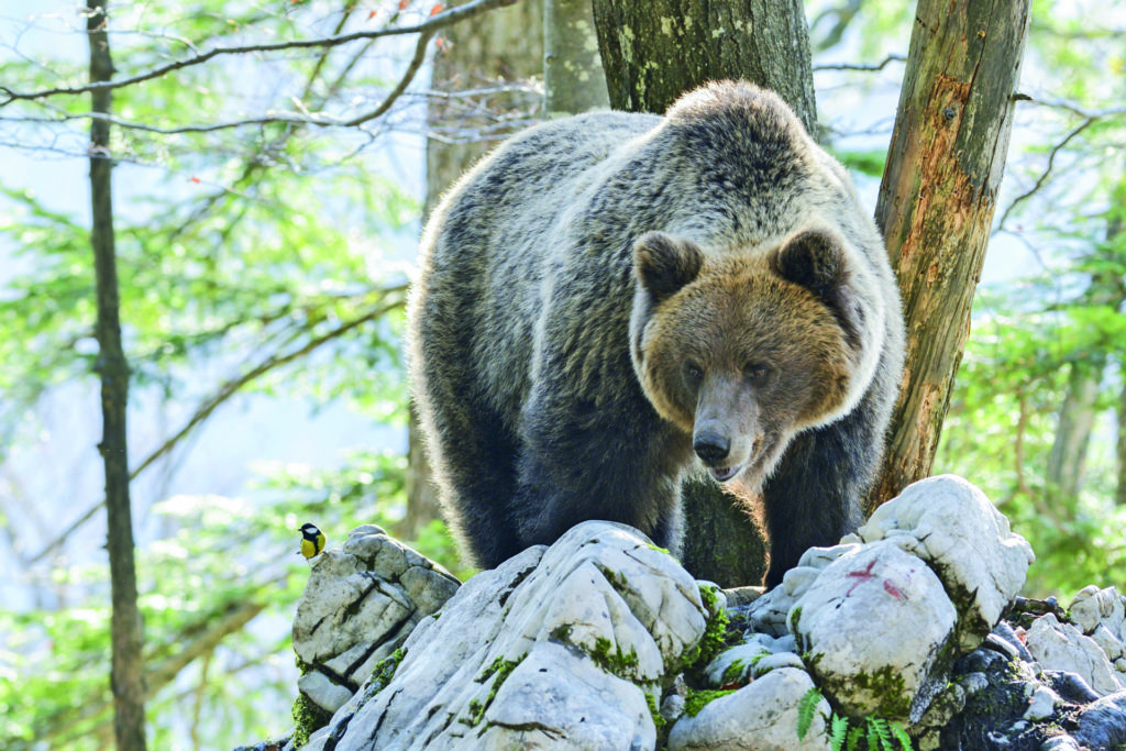 Selvatica, arte e natura in festival