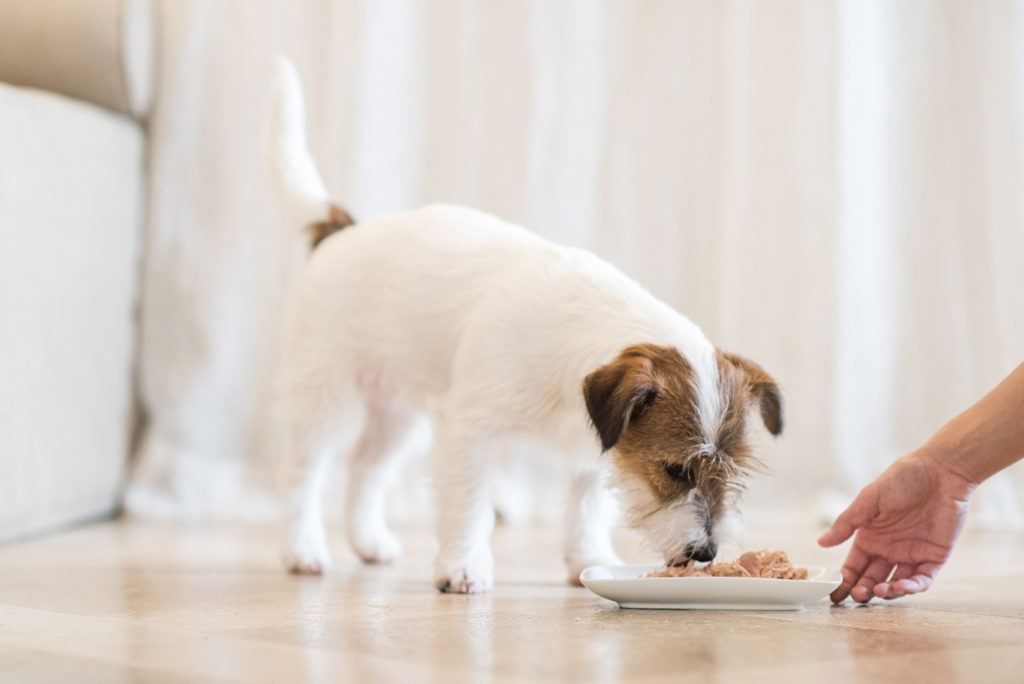 Benessere del cane, partiamo dalla pappa