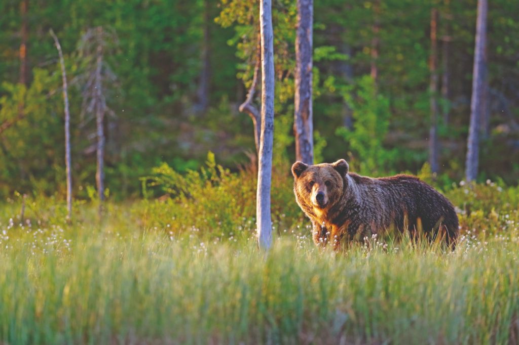 E se incontro un orso che faccio?