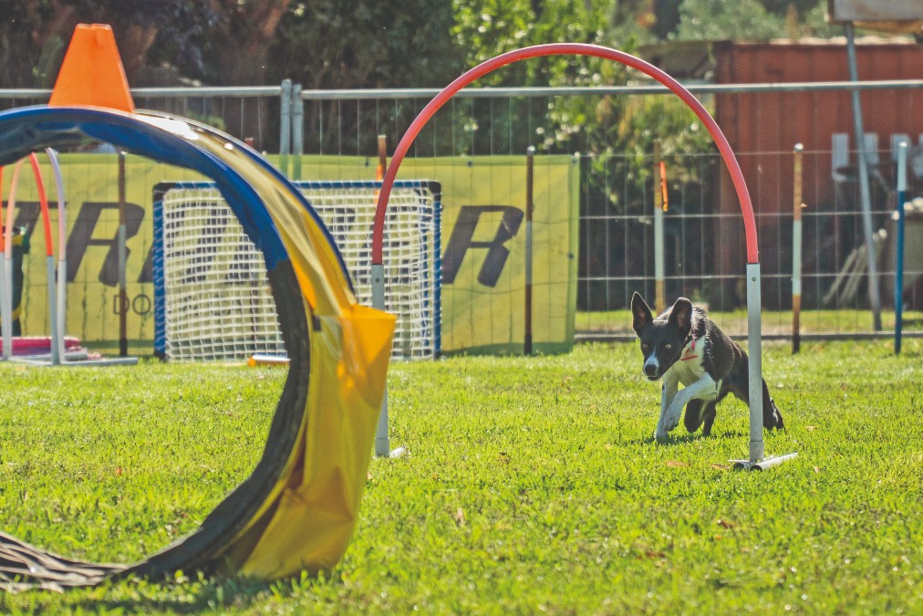 Conosciamo l’Hoopers