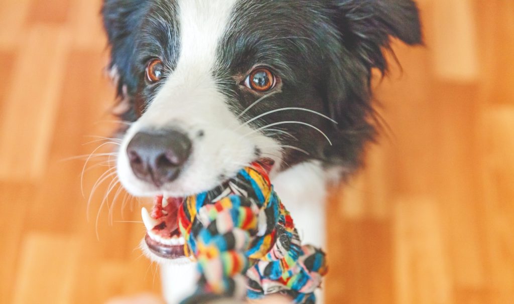 Giochiamo con Fido in casa o fuori?