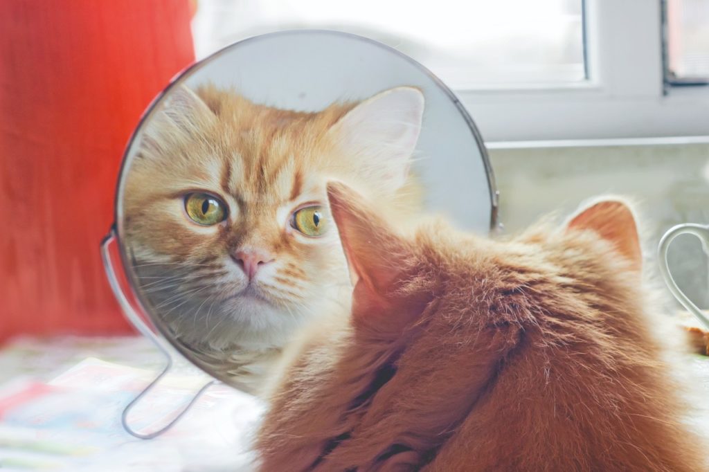 I gatti si riconoscono allo specchio?