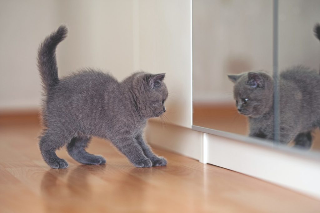 I gatti si riconoscono allo specchio?