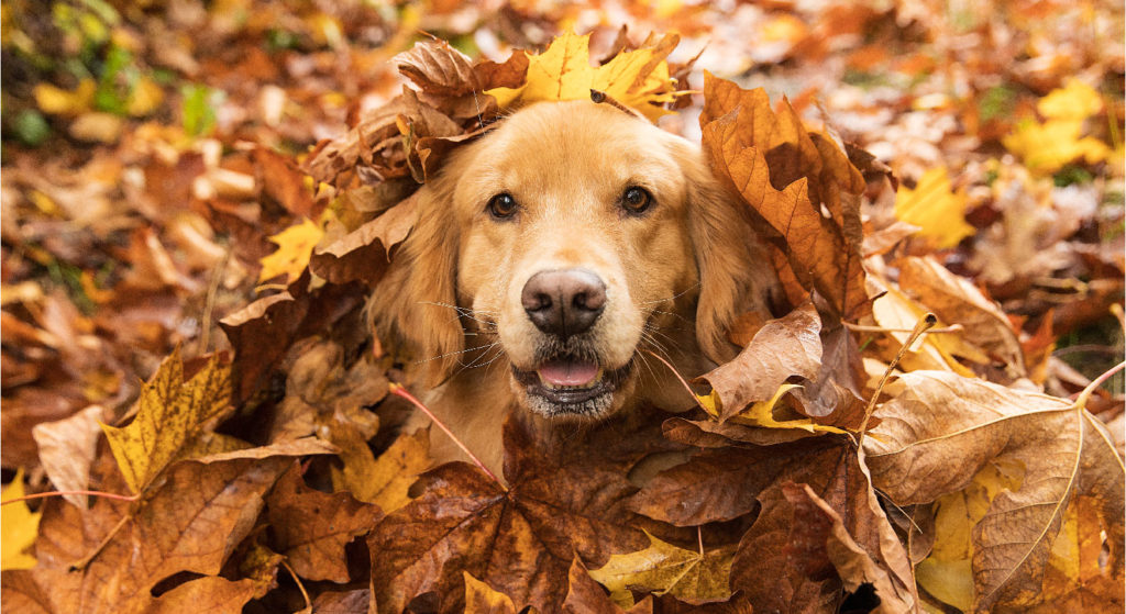 Cane, pensiamo al suo benessere a partire dalla ciotola