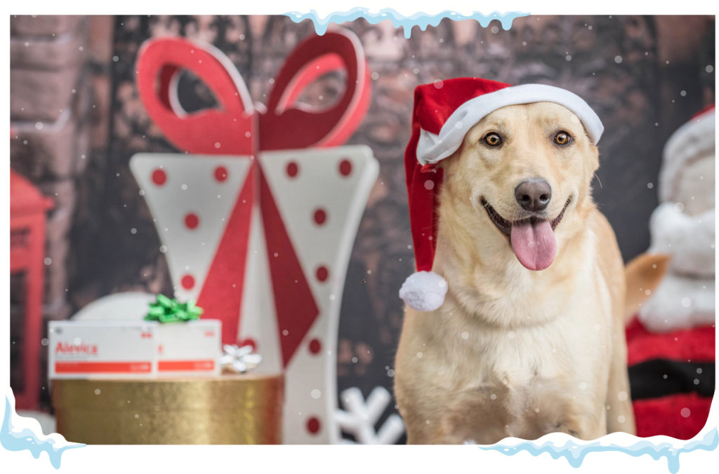 Per Natale regaliamo un futuro ai cani bisognosi