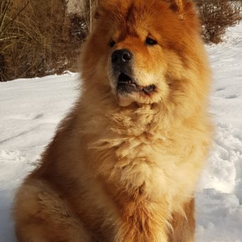 Rudy, the dog's snow