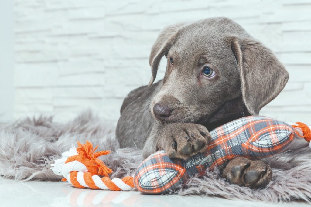 Arriva un cucciolo, siamo pronti?