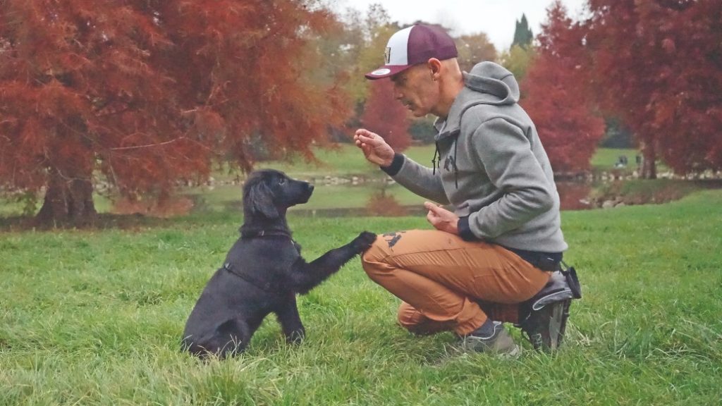 Educare un cane leggendo un video