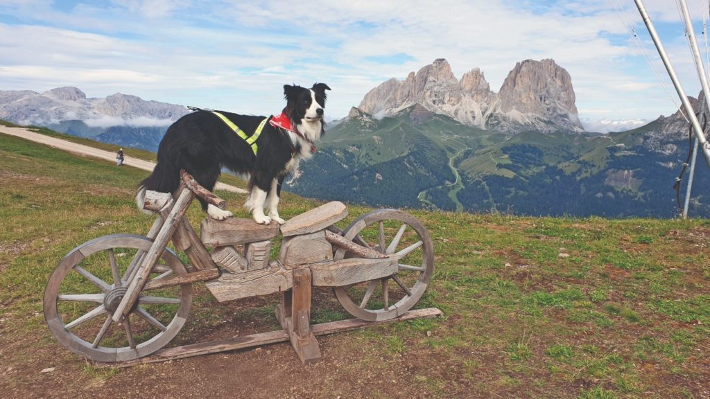 L’agility vista dal cane: il binomio Zeus&Nik