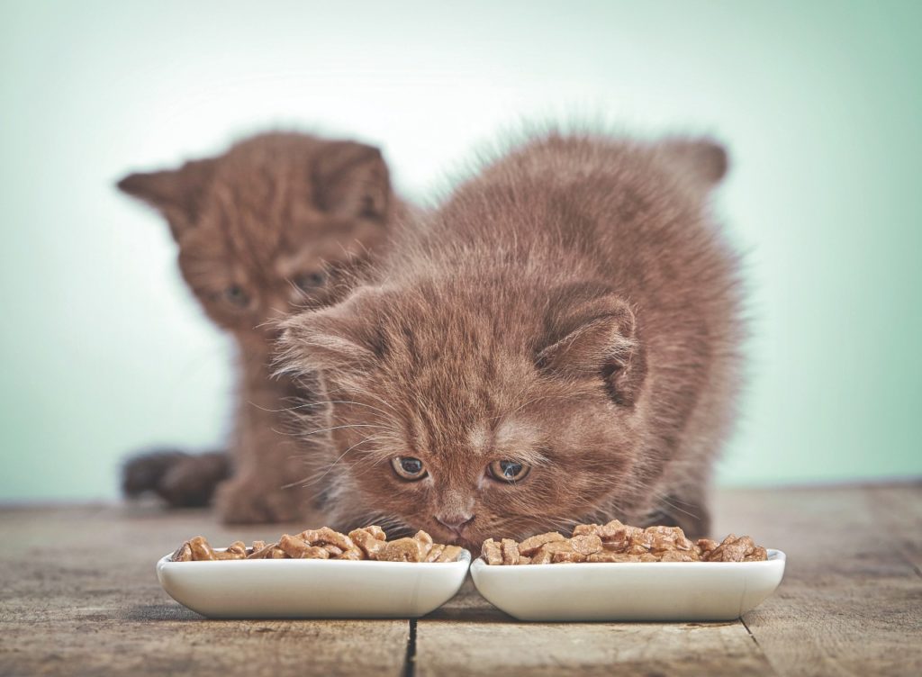 L'alimentazione del cucciolo