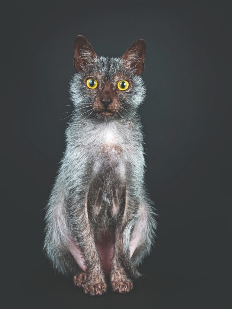 Lykoi