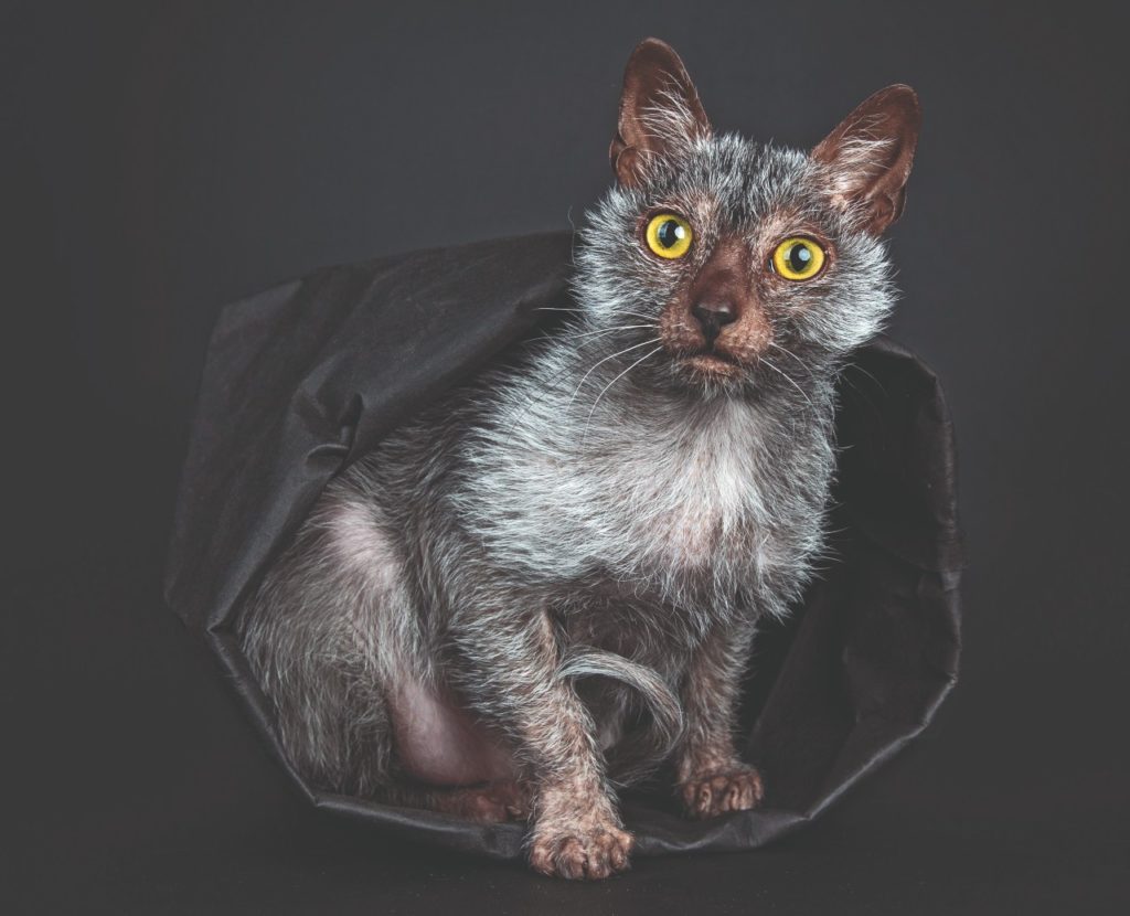 Lykoi