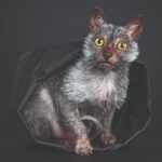 Lykoi