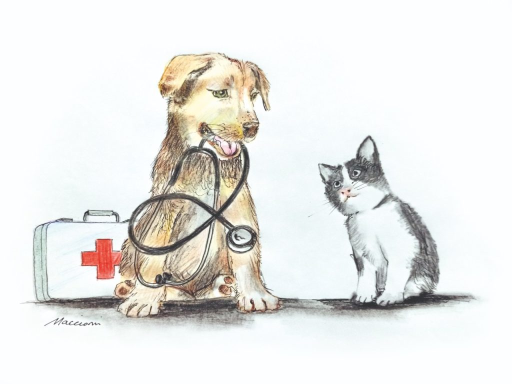 Pronto soccorso per pet