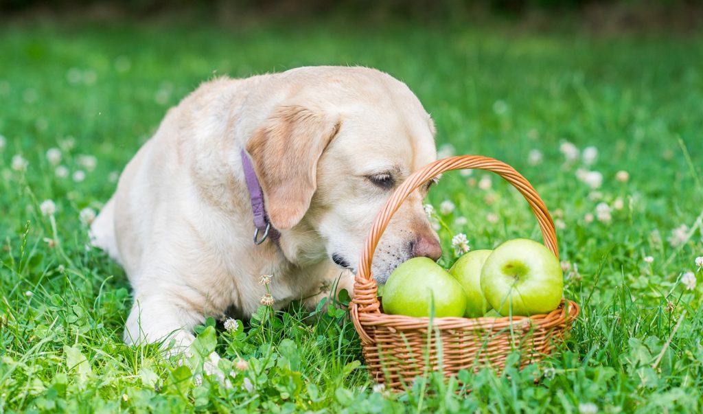 La natura offre la pappa ai nostri animali