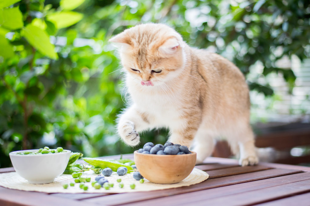 La natura offre la pappa ai nostri animali