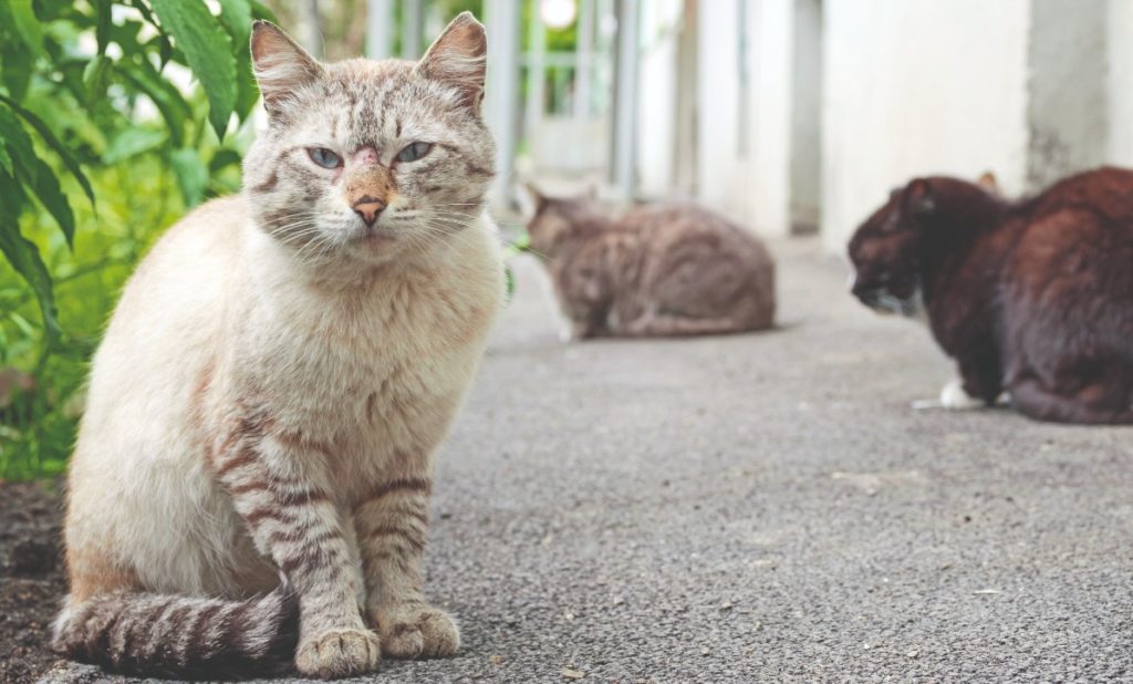 Affidare i gatti a figli minorenni?