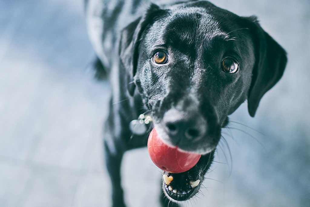 Cani e gatti, allarme obesità