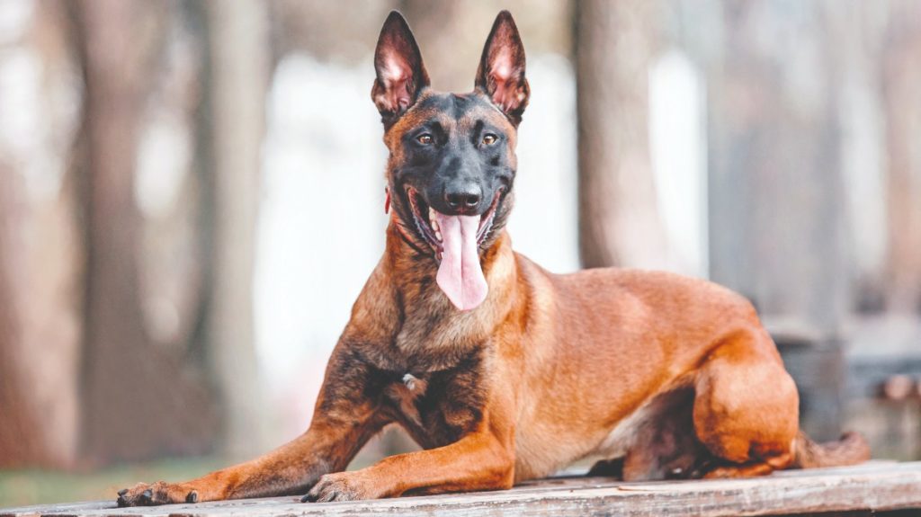 Pastore Belga Malinois